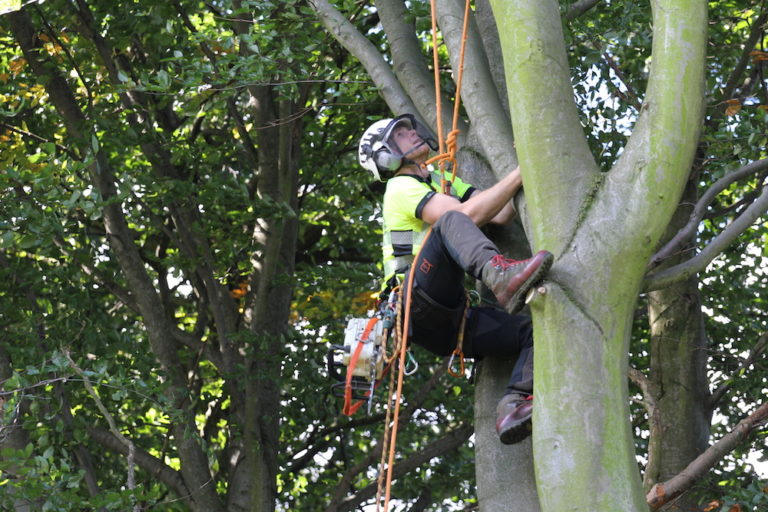 Contact Us Tree Surgeons